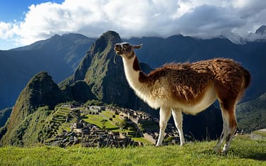 Llamas-in-Perú